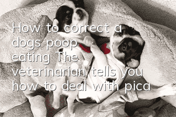 How to correct a dog's poop eating? The veterinarian tells you how to deal with pica