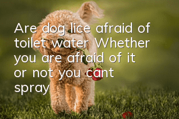 Are dog lice afraid of toilet water? Whether you are afraid of it or not, you can’t spray toilet water on your dog!