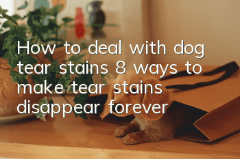 How to deal with dog tear stains 8 ways to make tear stains disappear forever