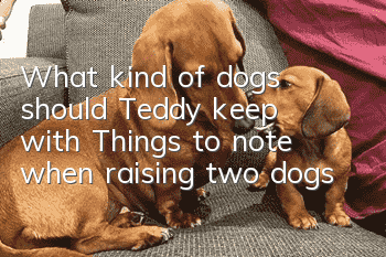What kind of dogs should Teddy keep with? Things to note when raising two dogs