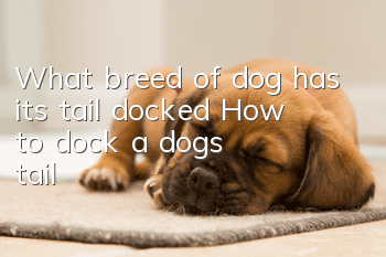 What breed of dog has its tail docked? How to dock a dog’s tail?