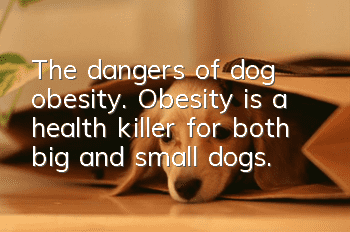 The dangers of dog obesity. Obesity is a health killer for both big and small dogs.