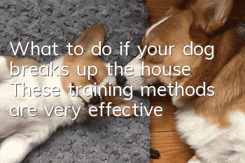 What to do if your dog breaks up the house? These training methods are very effective