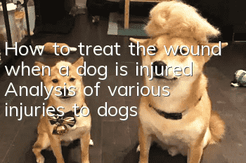 How to treat the wound when a dog is injured? Analysis of various injuries to dogs