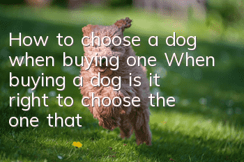 How to choose a dog when buying one? When buying a dog, is it right to choose the one that is “the liveliest and strongest”?