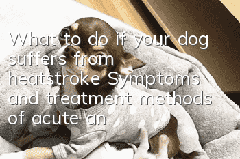 What to do if your dog suffers from heatstroke? Symptoms and treatment methods of acute and chronic heatstroke in dogs