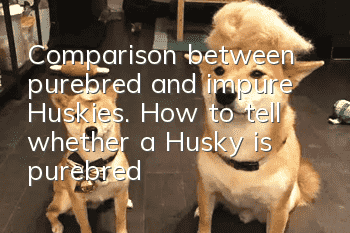 Comparison between purebred and impure Huskies. How to tell whether a Husky is purebred?