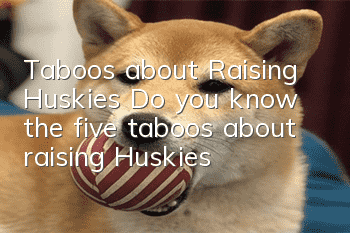 Taboos about Raising Huskies Do you know the five taboos about raising Huskies?