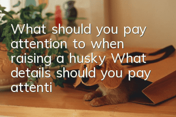 What should you pay attention to when raising a husky? What details should you pay attention to when raising a husky?