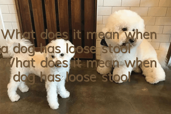 What does it mean when a dog has loose stool? What does it mean when a dog has loose stool? Pay attention to it when a dog has loose stool.