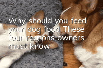 Why should you feed your dog food? These four reasons owners must know
