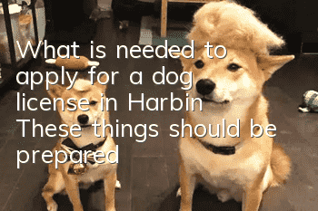 What is needed to apply for a dog license in Harbin? These things should be prepared