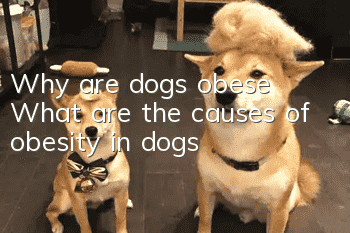 Why are dogs obese? What are the causes of obesity in dogs?