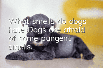 What smells do dogs hate? Dogs are afraid of some pungent smells.