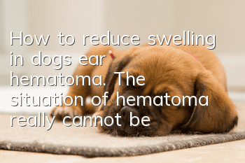 How to reduce swelling in dog’s ear hematoma. The situation of hematoma really cannot be ignored!