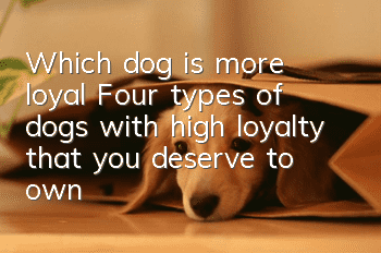 Which dog is more loyal? Four types of dogs with high loyalty that you deserve to own