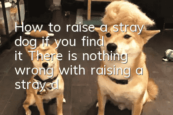 How to raise a stray dog ​​if you find it? There is nothing wrong with raising a stray dog!