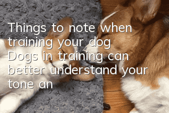 Things to note when training your dog: Dogs in training can better understand your tone and tone