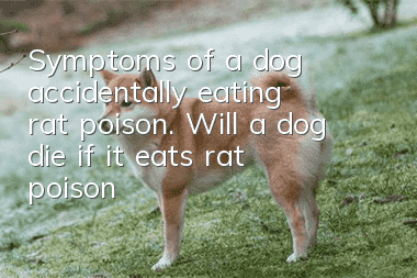 Symptoms of a dog accidentally eating rat poison. Will a dog die if it eats rat poison?