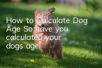 How to Calculate Dog Age So have you calculated your dog’s age?