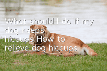 What should I do if my dog keeps hiccups? How to relieve dog hiccups
