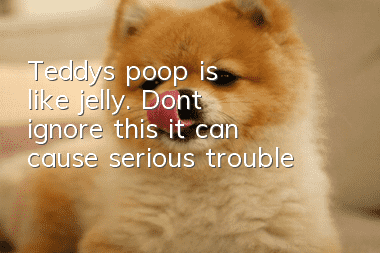 Teddy's poop is like jelly. Don't ignore this, it can cause serious trouble!