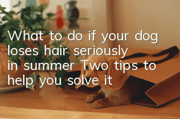 What to do if your dog loses hair seriously in summer? Two tips to help you solve it