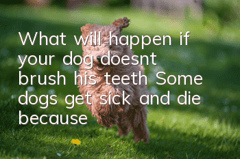 What will happen if your dog doesn’t brush his teeth? Some dogs get sick and die because they don’t brush their teeth.