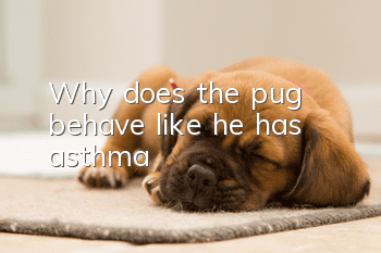 Why does the pug behave like he has asthma?