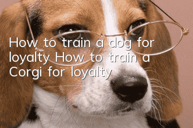How to train a dog for loyalty How to train a Corgi for loyalty