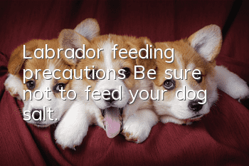 Labrador feeding precautions: Be sure not to feed your dog salt.