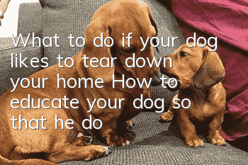 What to do if your dog likes to tear down your home? How to educate your dog so that he doesn’t tear down your home?