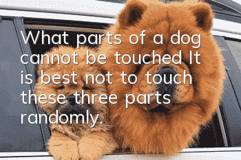 What parts of a dog cannot be touched? It is best not to touch these three parts randomly.