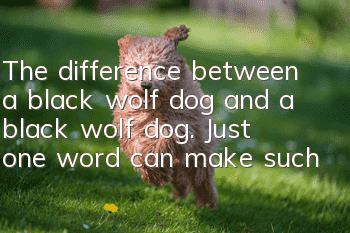 The difference between a black wolf dog and a black wolf dog. Just one word can make such a big difference, right?