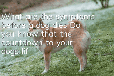 What are the symptoms before a dog dies? Do you know that the countdown to your dog’s life is beginning?