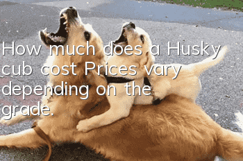 How much does a Husky cub cost? Prices vary depending on the grade.