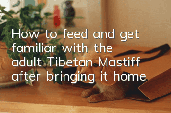 How to feed and get familiar with the adult Tibetan Mastiff after bringing it home