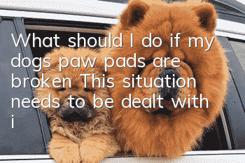 What should I do if my dog’s paw pads are broken? This situation needs to be dealt with in time!