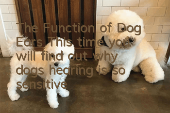 The Function of Dog Ears This time you will find out why dogs’ hearing is so sensitive!