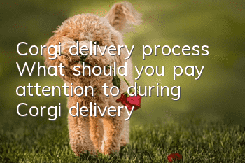 Corgi delivery process What should you pay attention to during Corgi delivery