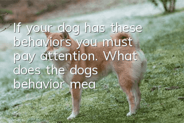 If your dog has these behaviors, you must pay attention. What does the dog’s behavior mean?