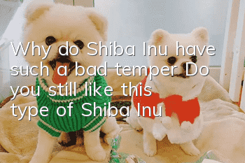 Why do Shiba Inu have such a bad temper? Do you still like this type of Shiba Inu?