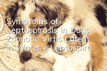 Symptoms of Leptospirosis in Dogs Zoonotic Virus Latent in Water - Leptospira