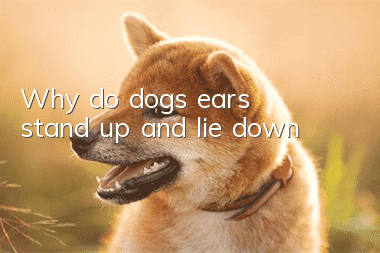 Why do dogs’ ears stand up and lie down?