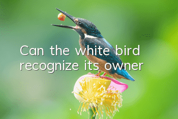Can the white bird recognize its owner?
