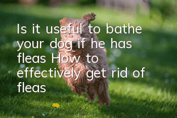 Is it useful to bathe your dog if he has fleas? How to effectively get rid of fleas?