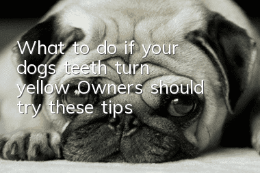 What to do if your dog’s teeth turn yellow? Owners should try these tips