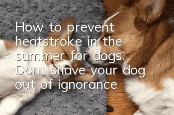How to prevent heatstroke in the summer for dogs. Don’t shave your dog out of ignorance!