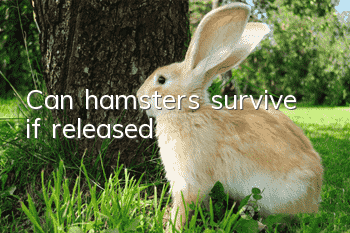Can hamsters survive if released?