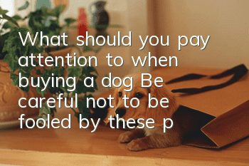What should you pay attention to when buying a dog? Be careful not to be fooled by these points.